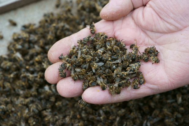 Wągrowiec: Rolnik stanie przed sądem za otrucie pszczół/ fot. shutterstock.com Wągrowiec: Rolnik stanie przed sądem za otrucie pszczół