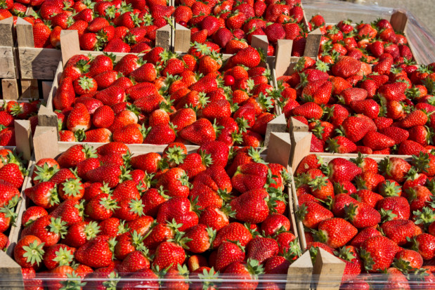 Mimo że Polska jest ważnym światowym producentem i eksporterem truskawek, także je importuje / fot. shutterstock.com Polska jest światowym producentem truskawek, ale także je importuje