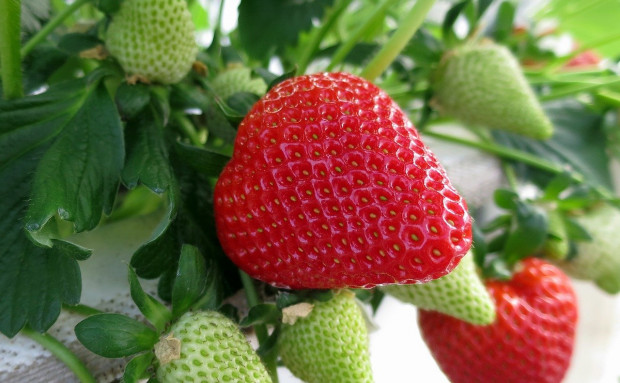 Plantatorzy truskawek spodziewają się udanego sezonu/ fot. pixabay Podlaskie: plantatorzy truskawek pełni optymizmu