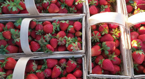 Giełda Goławin: Wzrost cen truskawek deserowych i przemysłowych
