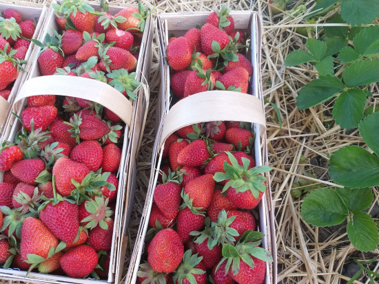 Podlaskie: plantatorzy rezygnują z uprawy truskawek/ Fot. materiały własne Podlaskie: plantatorzy rezygnują z uprawy truskawek