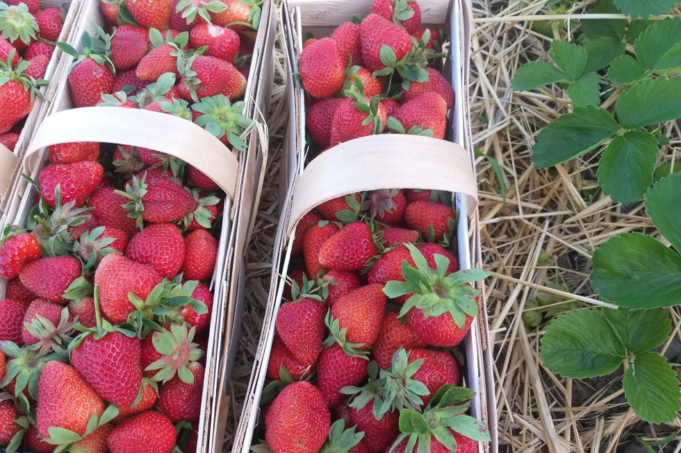Podlaskie: plantatorzy rezygnują z uprawy truskawek/ Fot. materiały własne Podlaskie: plantatorzy rezygnują z uprawy truskawek