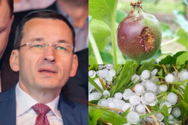 Premier Morawiecki zapewnił o wsparciu rolników na wypadek gradobić i innych klęsk Klęski żywiołowe - pomoc rządu a ubezpieczenia