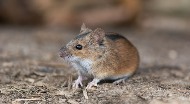 Australia: rolnicy walczą z rekordową plagą myszy