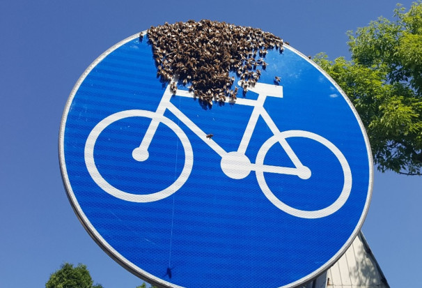 fot. Facebook Miasto Stołeczne Warszawa Warszawa: Rój pszczół na znaku drogowym