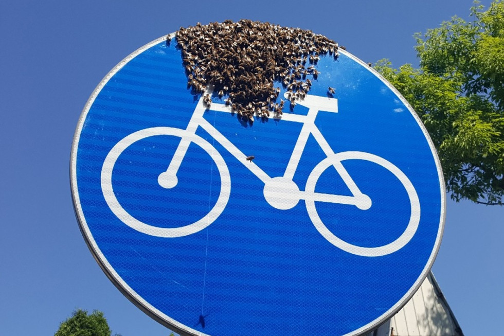 Warszawa: Rój pszczół na znaku drogowym