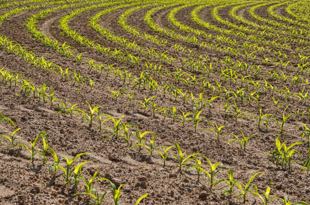 Rolnictwo zrównoważone chroni klimat/ ft. pixabay Praktyki regeneratywne w rolnictwie pomagają zapobiegać zmianom klimatu