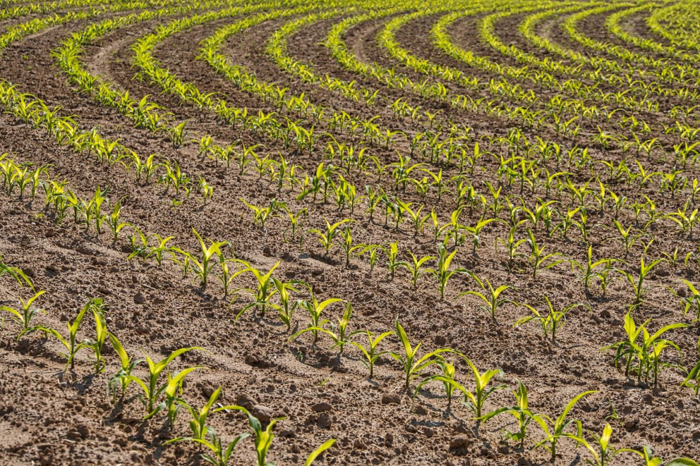 Praktyki regeneratywne w rolnictwie pomagają zapobiegać zmianom klimatu