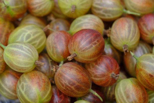 Ceny skupu agrestu są kolejny rok z rzędu nieopłacalne dla plantatorów/ fot. pixabay Skup agrestu 2021: Niskie ceny kolejny rok z rzędu