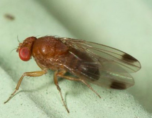 Drosophila suzukii (muszka plamoskrzydła)/ fot. za EPPO Monitorowanie Drosophila suzukii - konieczność w sadach i jagodnikach