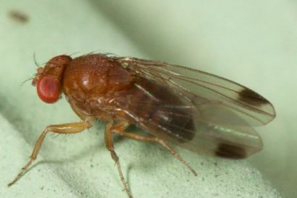 Monitorowanie Drosophila suzukii - konieczność w sadach i jagodnikach