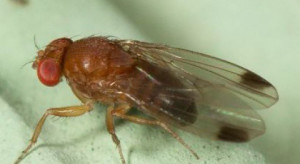 Monitorowanie Drosophila suzukii - konieczność w sadach i jagodnikach