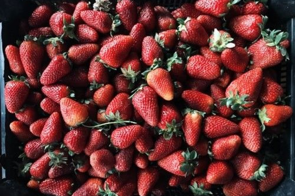Grójeckie: Niewielkie wzrosty cen truskawek w skupach