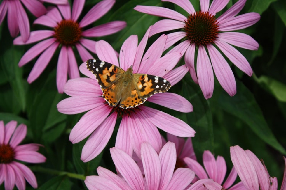 Rolnicze zanieczyszczenie azotem - szkodliwe dla motyli