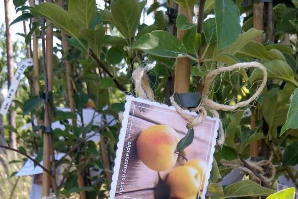 Stare odmiany jabłoni na terenie Nadleśnictwa Gryfino