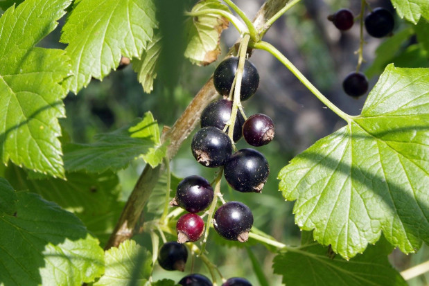 Zbiory czarnych porzeczek rozpoczną się około 10 lipca / fot. pixabay Porzeczki 2021 - kiedy rozpoczną się zbiory?