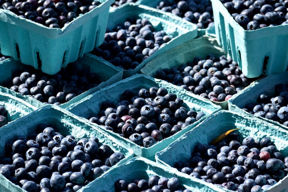 Borówki 2021 - jakie ceny pierwszych owoców w hurcie?