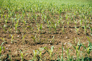Osady ściekowe można zamienić w organiczny nawóz
