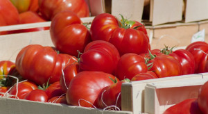 Meksyk ustanowi nowy rekord w eksporcie pomidorów?
