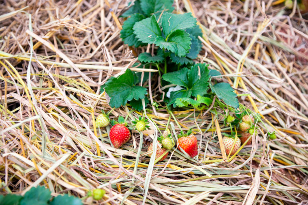 Dojrzewające truskawki zostały spryskane herbicydem/ fot. shutterstock Truskawki gotowe do zbioru zniszczone herbicydem