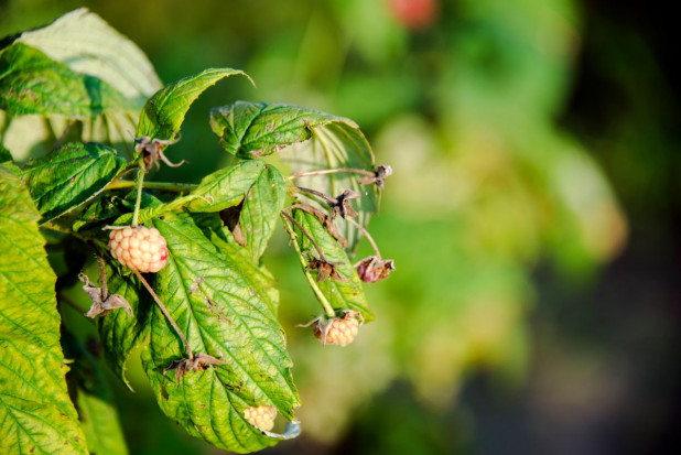 Straty w uprawach owoców na Lubelszczyźnie; fot. shutterstock.com Lubelskie: grad zniszczył uprawy tytoniu, chmielu, malin i jabłek