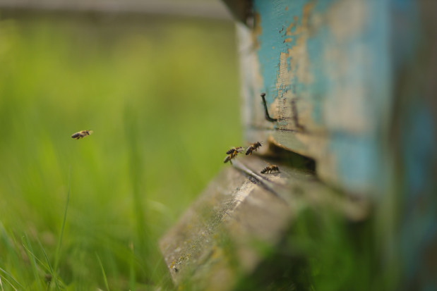 Miejskie pasieki modne, ale niepożyteczne?l fot. unsplash.com Naukowcy: miejskie pasieki mogą szkodzić rodzimym gatunkom pszczół