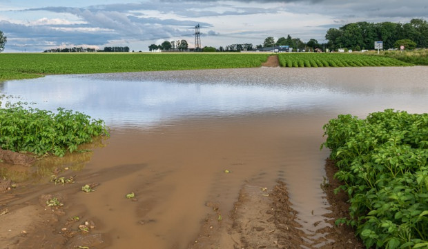 Lubelskie: Ulewne deszcze zalały plantacje malin