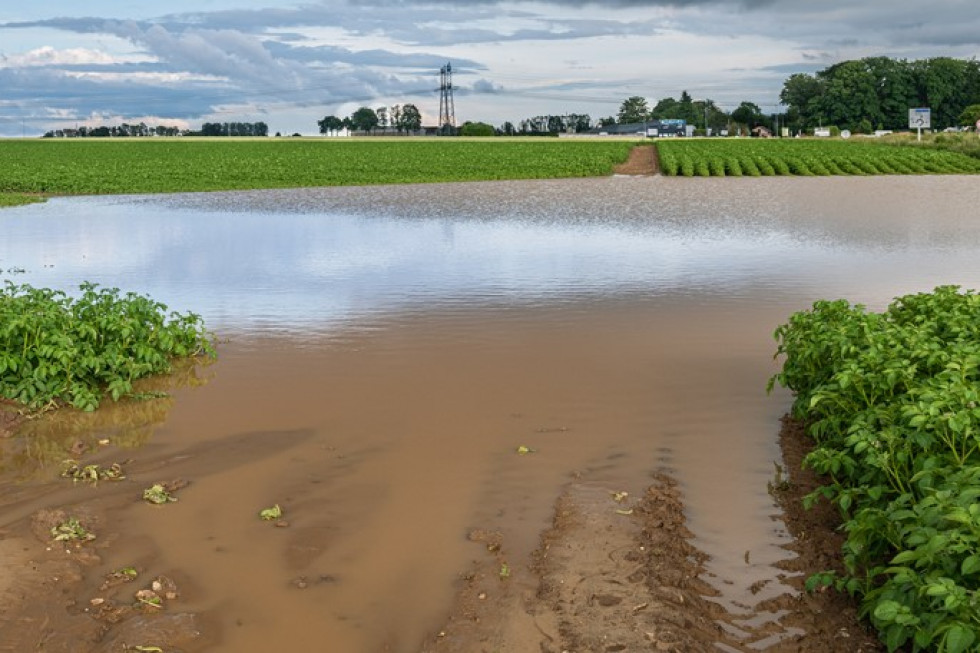 Lubelskie: Ulewne deszcze zalały plantacje malin