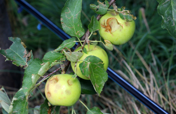 Już dziś wiadomo iż 90 % plantacji, które zostały zniszczone przez grad nie są ubezpieczone/ fot. shutterstock.com Związek Sadowników RP: Skala strat po gradobiciach jest ogromna!