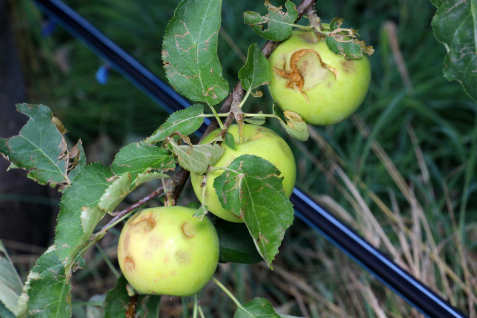 Już dziś wiadomo iż 90 % plantacji, które zostały zniszczone przez grad nie są ubezpieczone/ fot. shutterstock.com Związek Sadowników RP: Skala strat po gradobiciach jest ogromna!