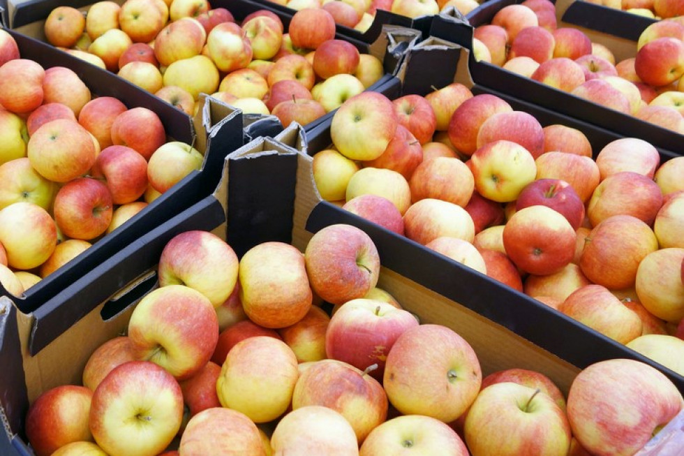 Ceny jabłek na sortowanie niskie, korzystniej wysypać owoce na przemysł?