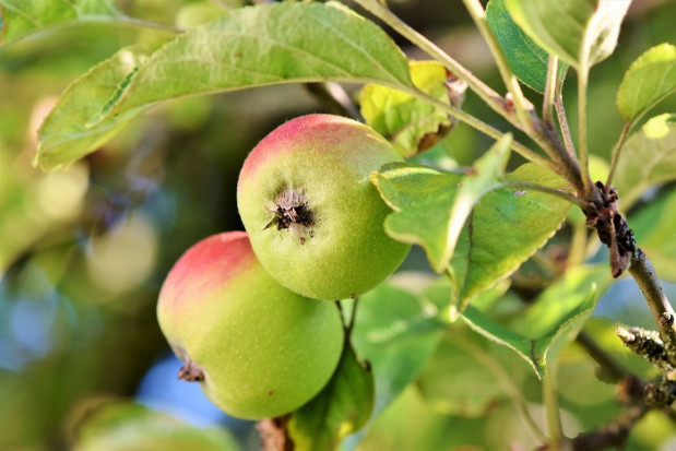Firma UPL uruchamia nową jednostkę biznesową „NPP” – Natural Plant Protection/ fot. pixabay UPL stawia na biorozwiązania. Uruchamia Natural Plant Protection