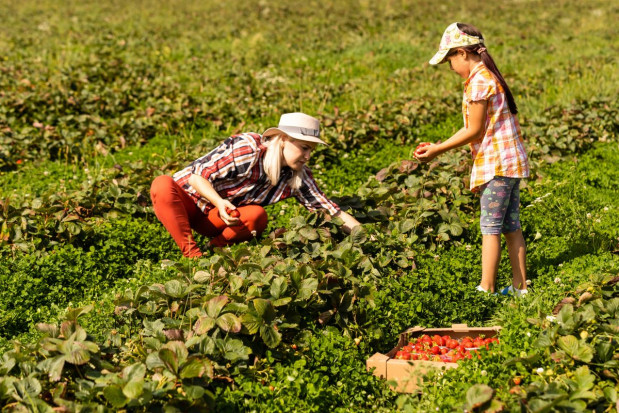 Samozbiory - modny sposób na sprzedaż owoców truskawek prosto z plantacji; fot. shutterstock.com Czy i jak można zarobić na samozbiorach truskawek?