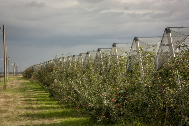IMGW wydał w środę ostrzeżenie pierwszego stopnia przed burzami z gradem dla całej Lubelszczyzny/fot. shutterstock.com Ostrzeżenie przed burzami z gradem w lubelskim. Sady znów ucierpią?