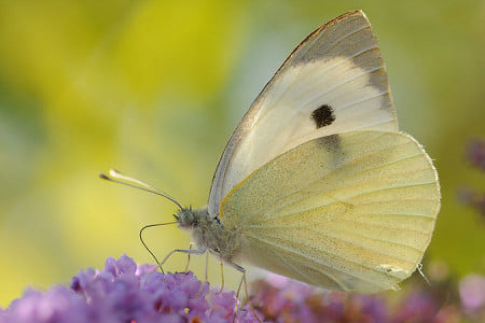 30 czerwca obchodzimy Dzień Motyla Kapustnika
