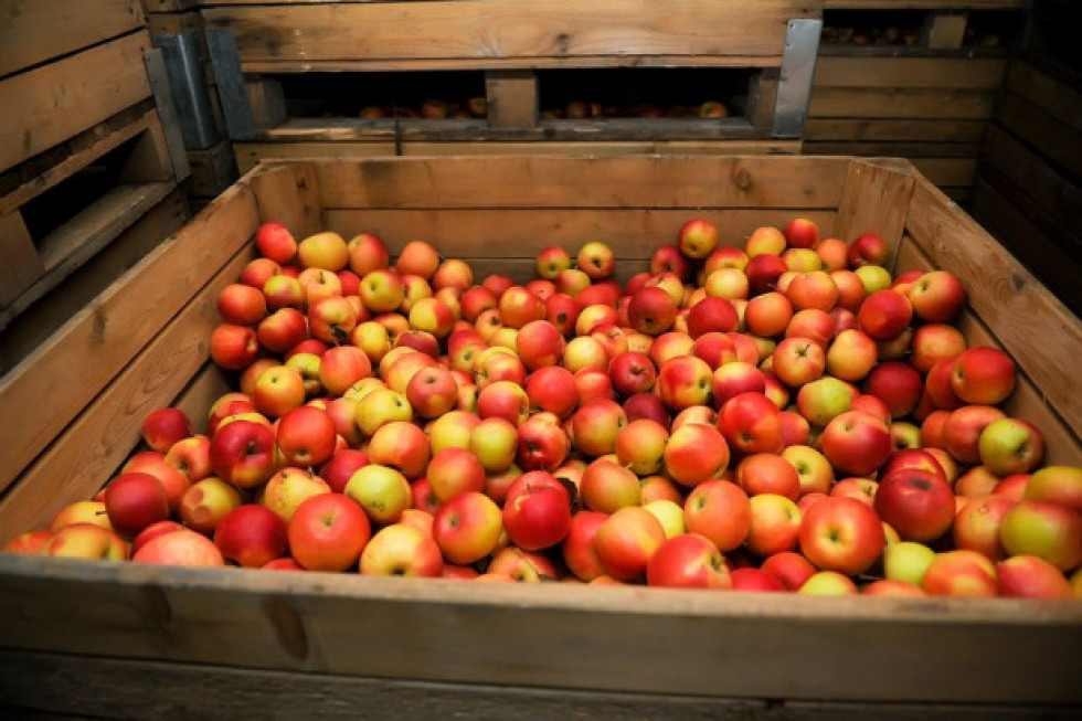 Jakie zapasy jabłek w polskich chłodniach w czerwcu? Raport WAPA