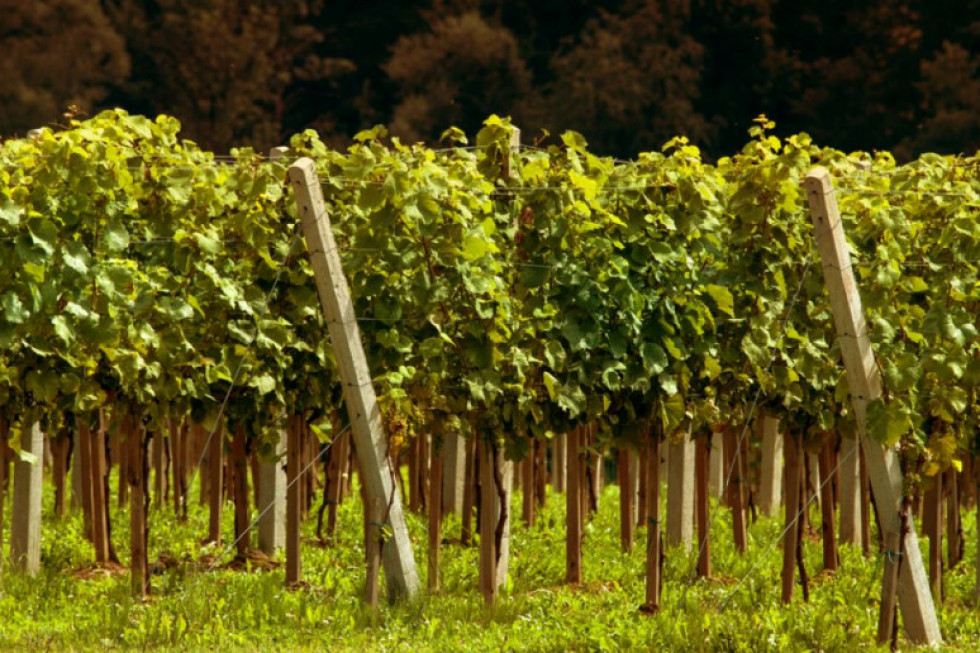 Turyści będą zwiedzać winnice w ramach Dni Otwartych Winnic