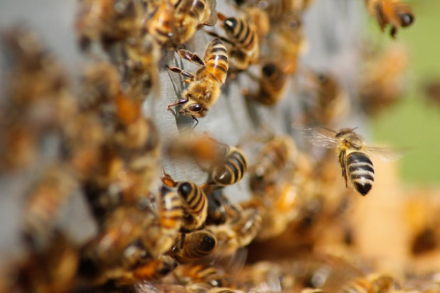 Węgry: minister rolnictwa pokazał pszczelą rodzinę na balkonie resortu