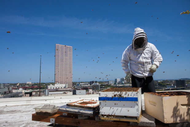 Wilno: Na dachu Samorządu Miasta zamieszkały pszczoły