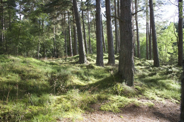 Rząd chce ułatwić pozyskiwanie gruntów leśnych pod inwestycje energetyczne