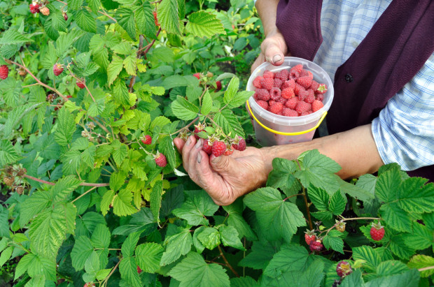 Samozbiory owoców coraz popularniejsze na Podlasiu