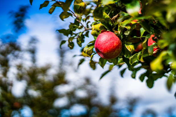 Testy nowych rozwiązań do zapobiegania poparzeniom słonecznym jabłek