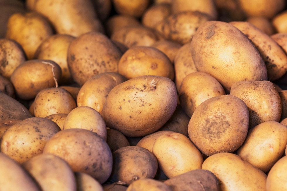 Francja: Zbiory ziemniaków najwyższe od 30 lat