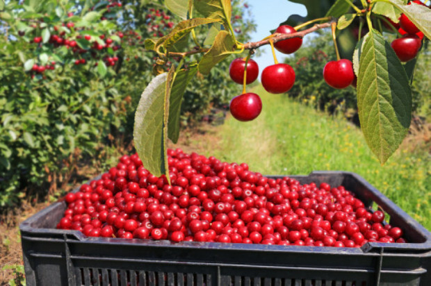 Ruszył skup wiśni na Mazowszu; fot. shutterstock.com Skup wiśni na Mazowszu: 1,60 zł/kg na mrożenie; 3 zł - eksport