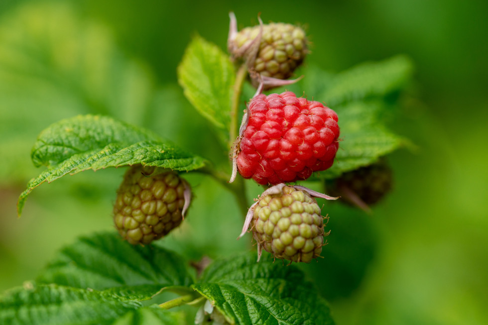 3,5 euro za kg malin w Serbii; fot. unsplash.com 3,5 euro za kg malin w Serbii. Czy plantatorzy są zadowoleni z sezonu?