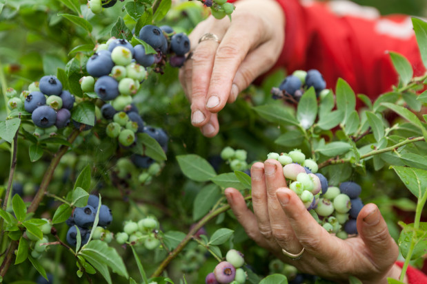 Łódzkie: Brakuje chętnych do pracy przy zbiorach owoców i warzyw / fot. shutterstock.com Łódzkie: Brakuje chętnych do pracy przy zbiorach owoców i warzyw