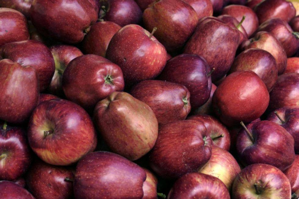 Galster oczekuje dobrych zbiorów jabłek 2021