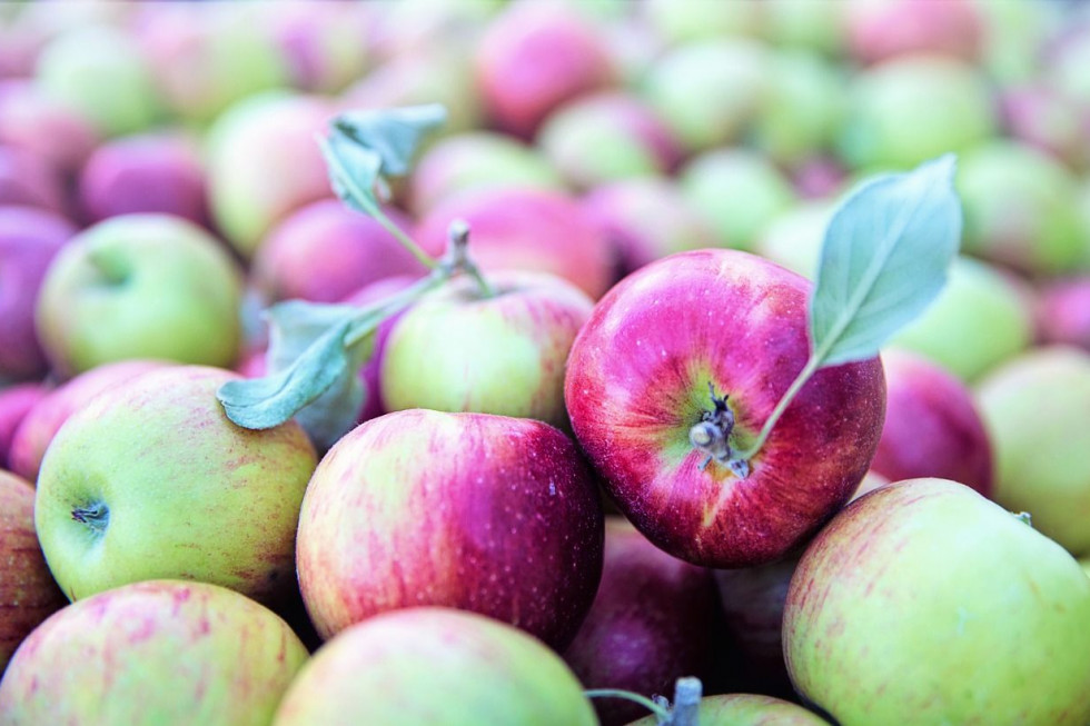Ukraińscy sadownicy rozpoczęli sprzedaż wczesnych odmian jabłek