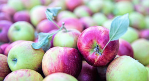Ukraińscy sadownicy rozpoczęli sprzedaż wczesnych odmian jabłek