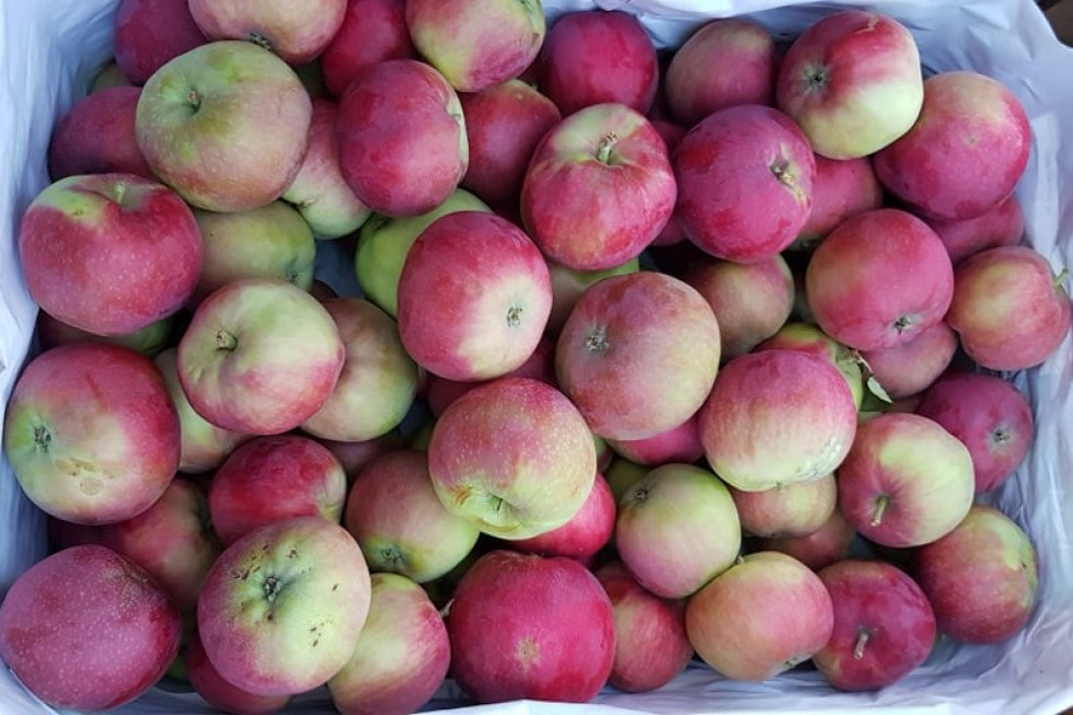 Rynek Bronisze: Jabłka Genewa po 40 zł za skrzynkę